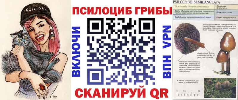 kraken как зайти Хасавюрт Галлюциногенные грибы Psilocybine cubensis
